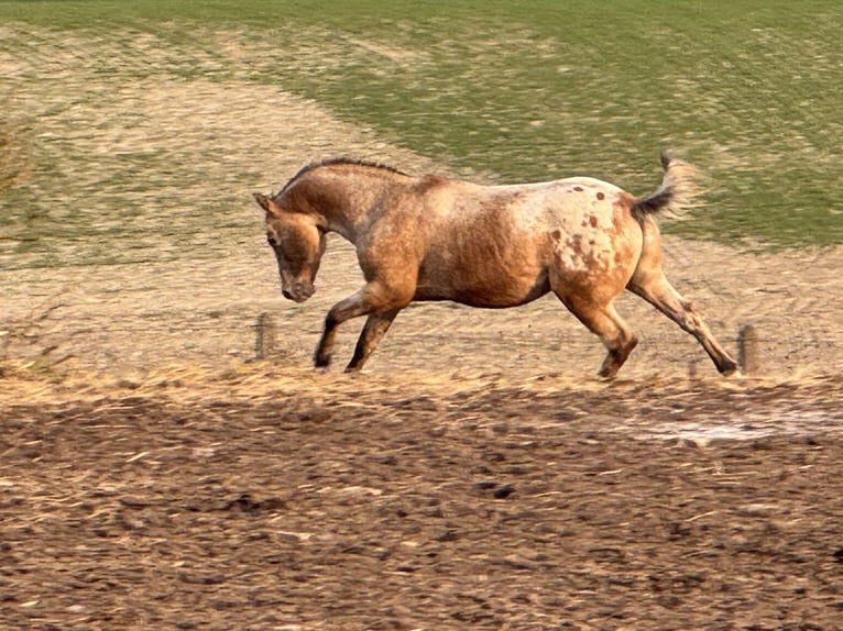Appaloosa Étalon 15 Ans 165 cm Rouan Rouge in Kaltohmfeld
