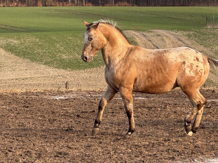 Appaloosa Étalon 15 Ans 165 cm Rouan Rouge in Kaltohmfeld