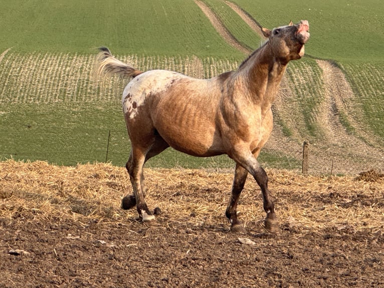Appaloosa Étalon 15 Ans 165 cm Rouan Rouge in Kaltohmfeld