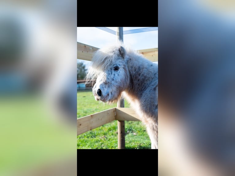 Appaloosa Étalon 15 Ans 85 cm Léopard in Renswoude