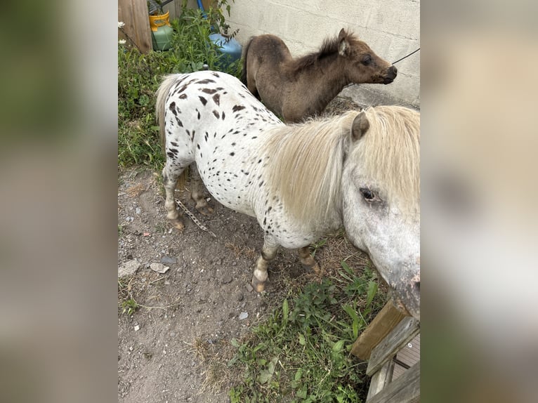 Appaloosa Étalon 17 Ans 76 cm Léopard in Trignac
