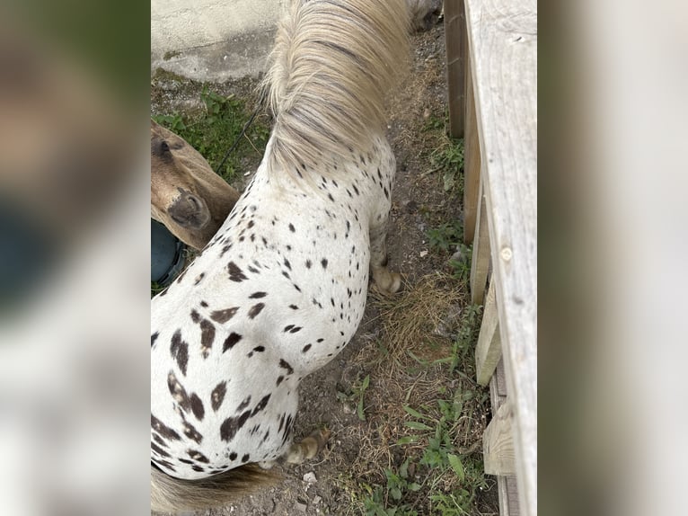 Appaloosa Étalon 17 Ans 76 cm Léopard in Trignac
