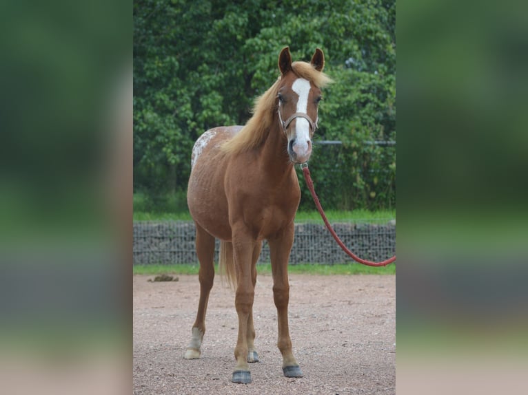 Appaloosa Étalon 1 Année 145 cm Alezan in Nohfelden