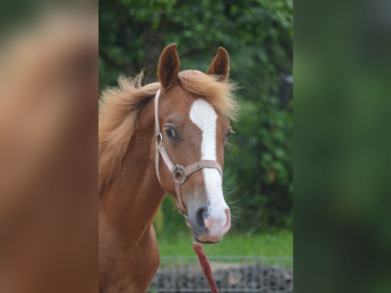 Appaloosa Croisé Étalon 1 Année 145 cm Alezan in Nohfelden