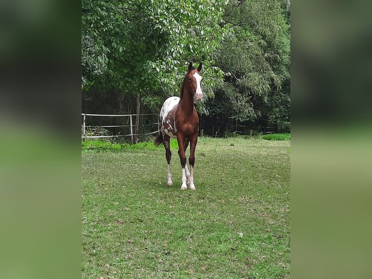 Appaloosa Étalon 1 Année 148 cm Bai in Odenbach