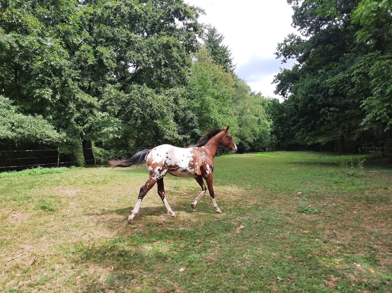 Appaloosa Étalon 1 Année 148 cm Bai in Odenbach