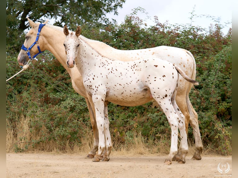 Appaloosa Étalon 1 Année 150 cm in Navalperal De Pinares