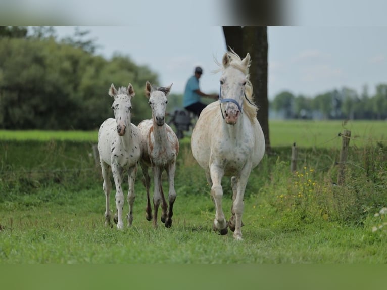 Appaloosa Étalon 1 Année 150 cm Léopard in Egmond-Binnen