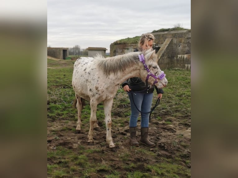 Appaloosa Étalon 1 Année 150 cm Léopard in Egmond-Binnen