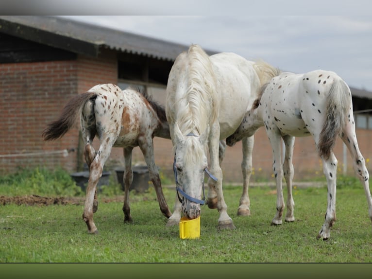 Appaloosa Étalon 1 Année 150 cm Léopard in Egmond-Binnen