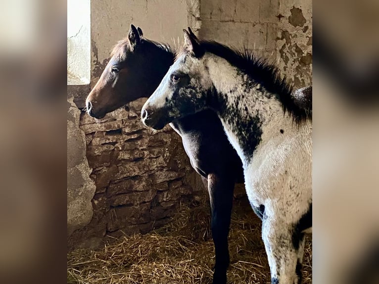 Appaloosa Étalon 1 Année 155 cm Blanc in Pappenheim