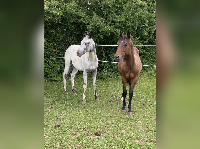 Appaloosa Étalon 1 Année 155 cm Blanc in Pappenheim