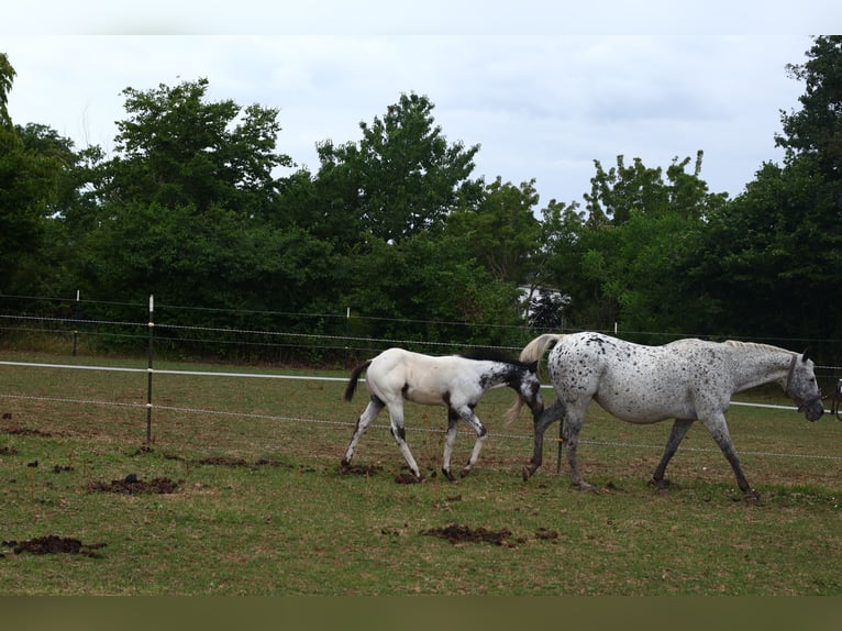 Appaloosa Étalon 1 Année 155 cm Blanc in Pappenheim
