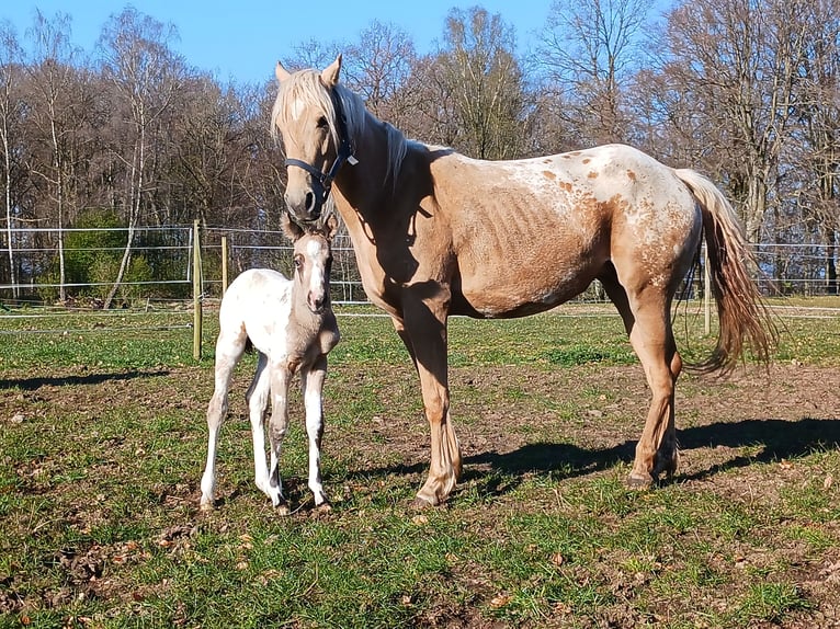 Appaloosa Étalon 1 Année 155 cm Buckskin in Sösdala