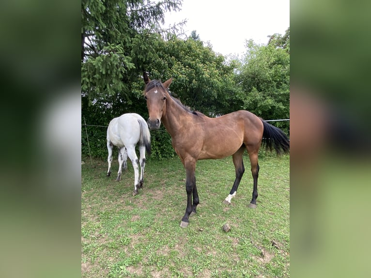 Appaloosa Étalon 1 Année 155 cm Buckskin in Pappenheim