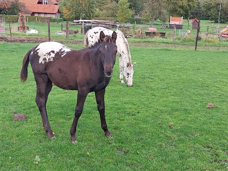 Appaloosa Étalon 1 Année 155 cm Léopard in Winterswijk Brinkheurne