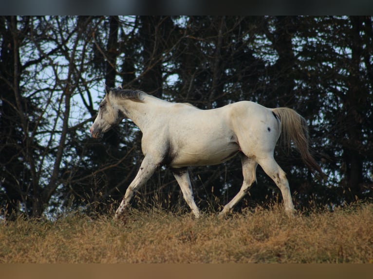 Appaloosa Étalon 1 Année 155 cm Noir in Globoko