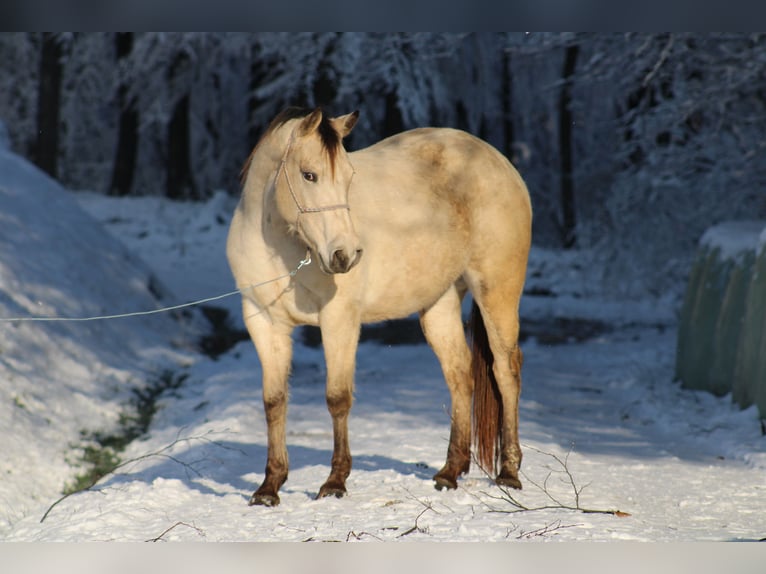 Appaloosa Étalon 1 Année 155 cm Noir in Globoko