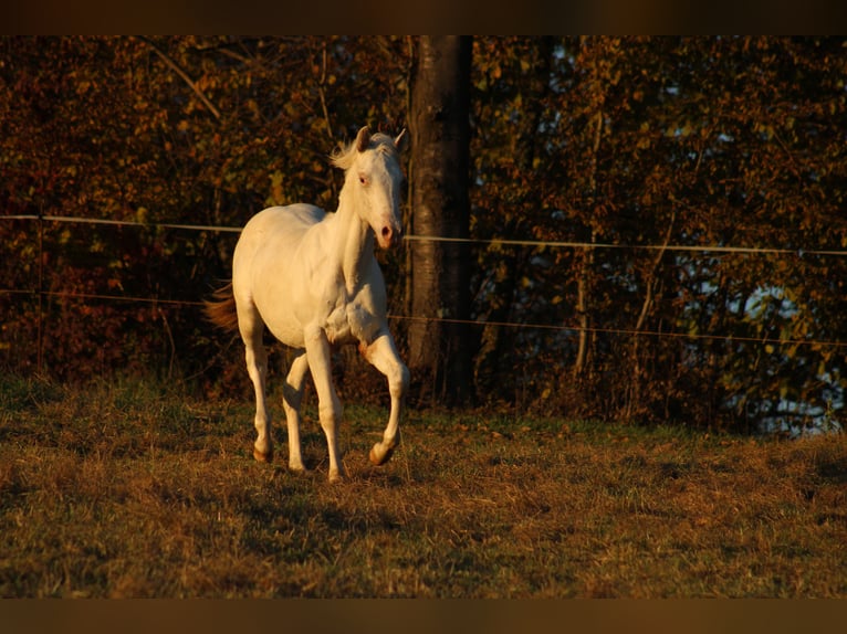 Appaloosa Étalon 1 Année 155 cm in Globoko