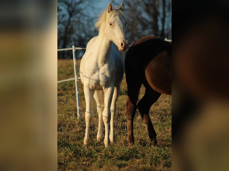 Appaloosa Étalon 1 Année 155 cm in Globoko