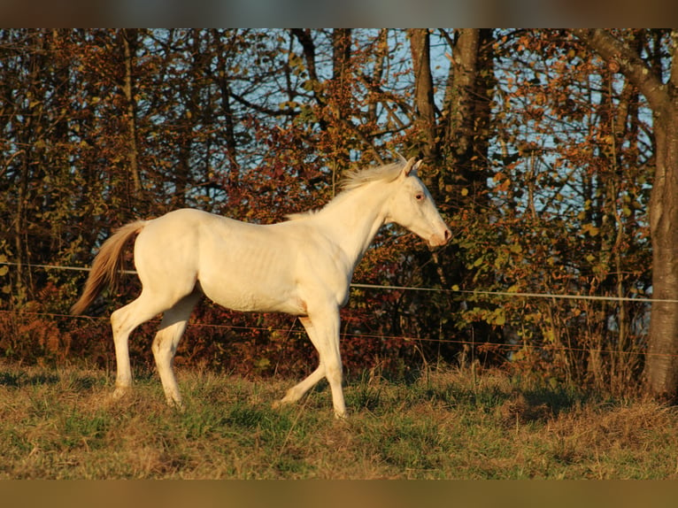 Appaloosa Étalon 1 Année 155 cm in Globoko