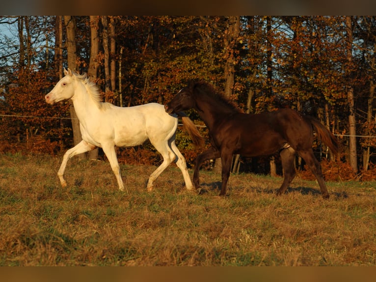 Appaloosa Étalon 1 Année 155 cm in Globoko