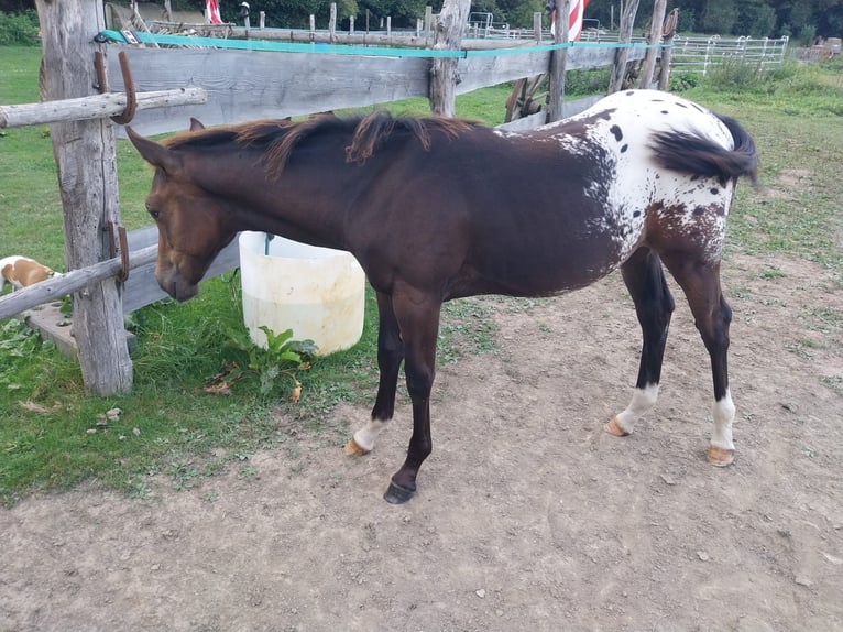 Appaloosa Étalon 1 Année 156 cm Alezan dun in Oberharz am Brocken  OT Stiege