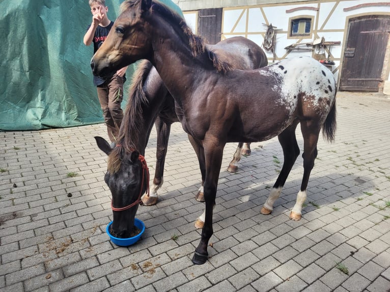 Appaloosa Étalon 1 Année 156 cm Alezan dun in Oberharz am Brocken  OT Stiege