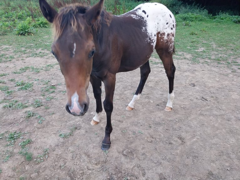 Appaloosa Étalon 1 Année 156 cm Alezan dun in Oberharz am Brocken  OT Stiege