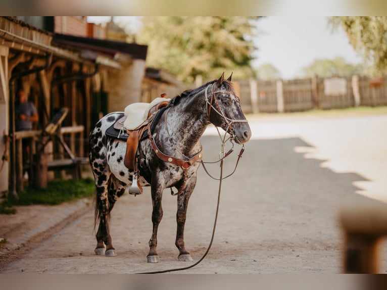 Appaloosa Étalon 1 Année 156 cm Alezan dun in Oberharz am Brocken  OT Stiege