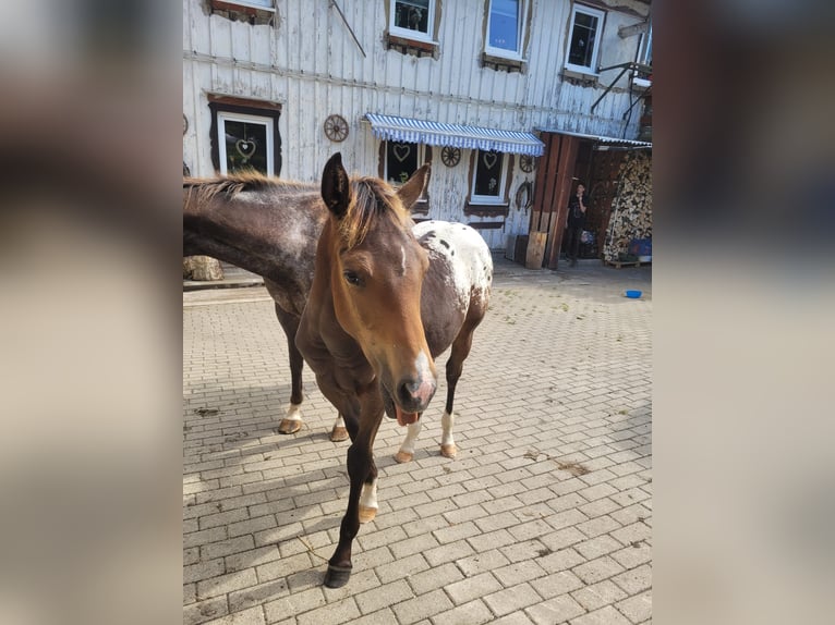 Appaloosa Étalon 1 Année 156 cm Alezan dun in Oberharz am Brocken  OT Stiege