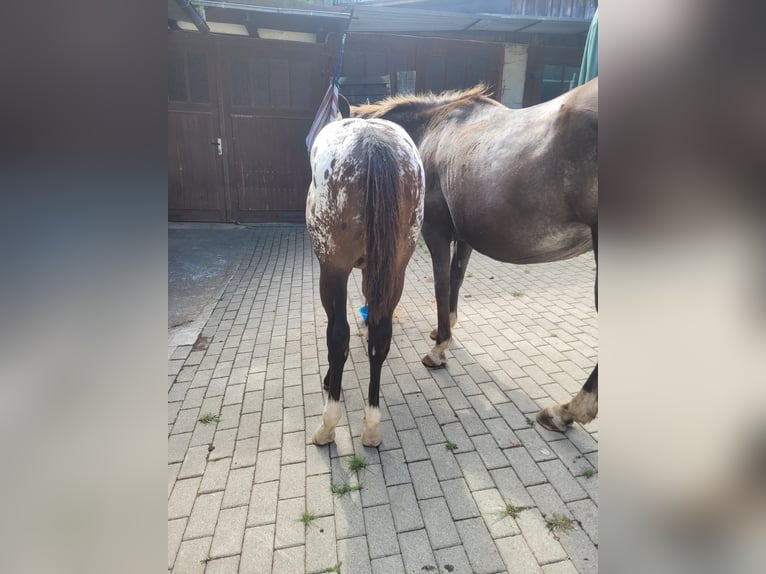 Appaloosa Étalon 1 Année 156 cm Alezan dun in Oberharz am Brocken  OT Stiege