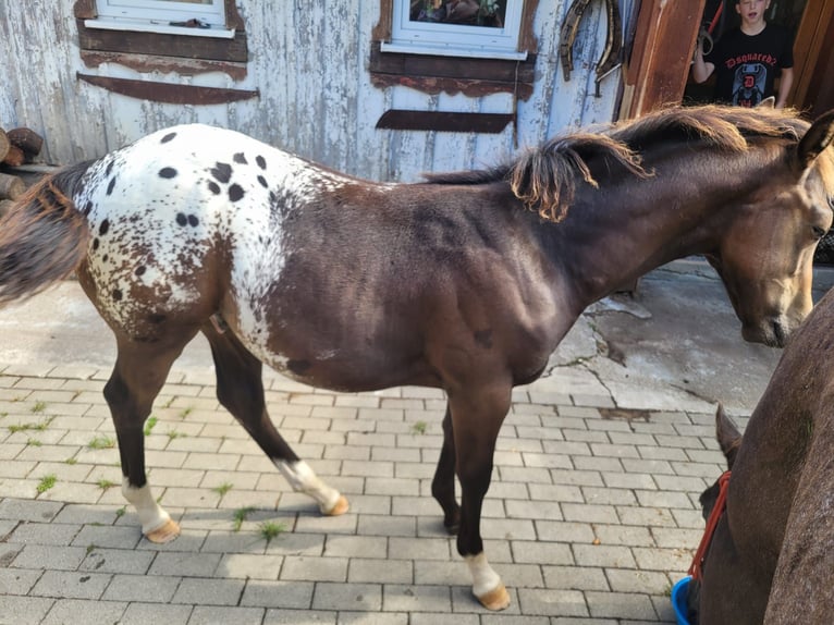 Appaloosa Étalon 1 Année 156 cm Alezan dun in Oberharz am Brocken  OT Stiege