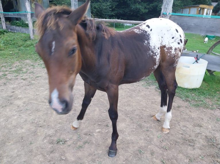 Appaloosa Étalon 1 Année 156 cm Alezan dun in Oberharz am Brocken  OT Stiege