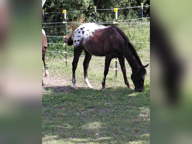 Appaloosa Étalon 1 Année 157 cm Bai brun in Warstein