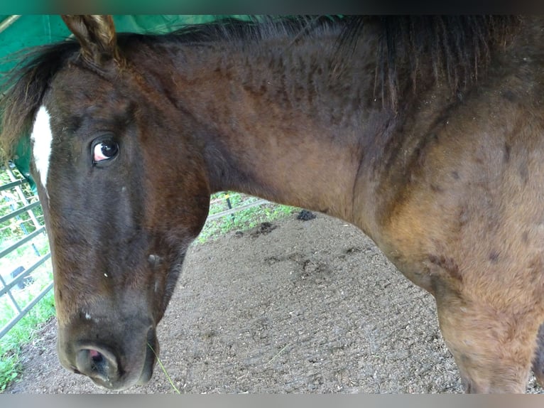 Appaloosa Étalon 1 Année 157 cm Bai brun in Warstein