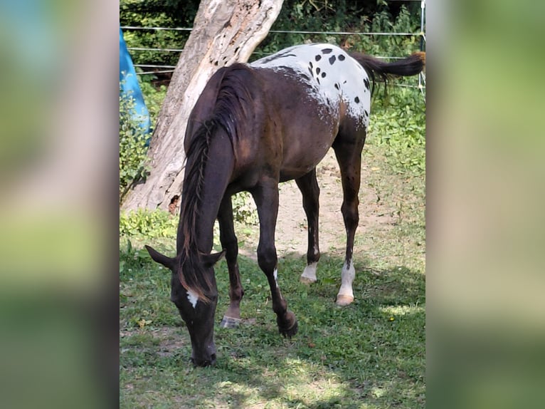 Appaloosa Étalon 1 Année 157 cm Bai brun in Warstein