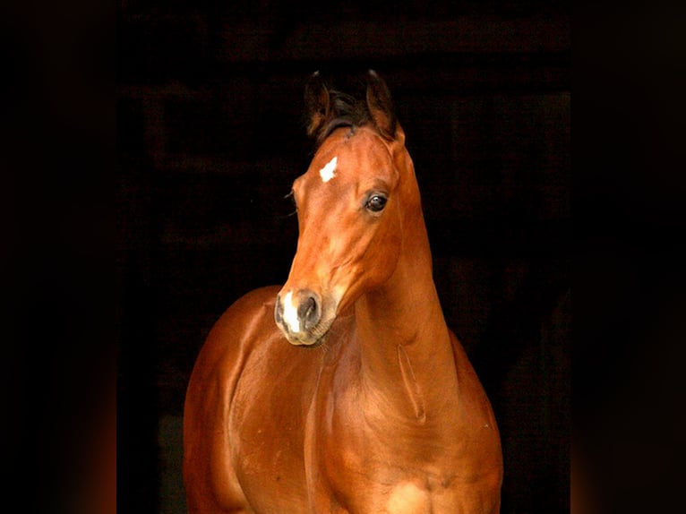Appaloosa Étalon 1 Année 160 cm Bai in Kirtorf