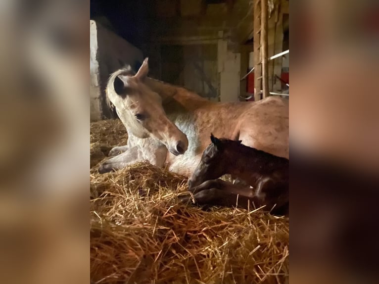 Appaloosa Étalon 1 Année 160 cm Bai in Kirtorf