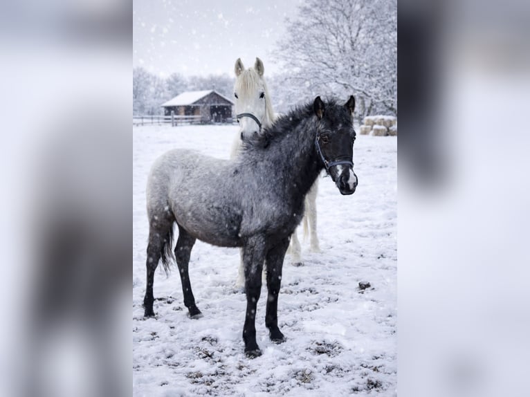 Appaloosa Étalon 1 Année 160 cm  in Neustadt an der Orla