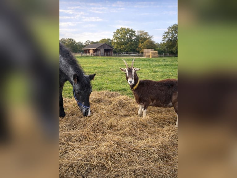 Appaloosa Étalon 1 Année 160 cm  in Neustadt an der Orla