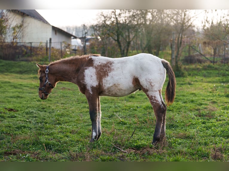 Appaloosa Étalon 1 Année 160 cm Léopard in Dorog