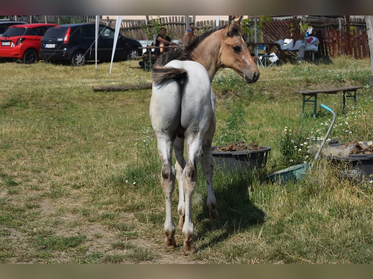 Appaloosa Étalon 1 Année 160 cm Léopard in Dorog