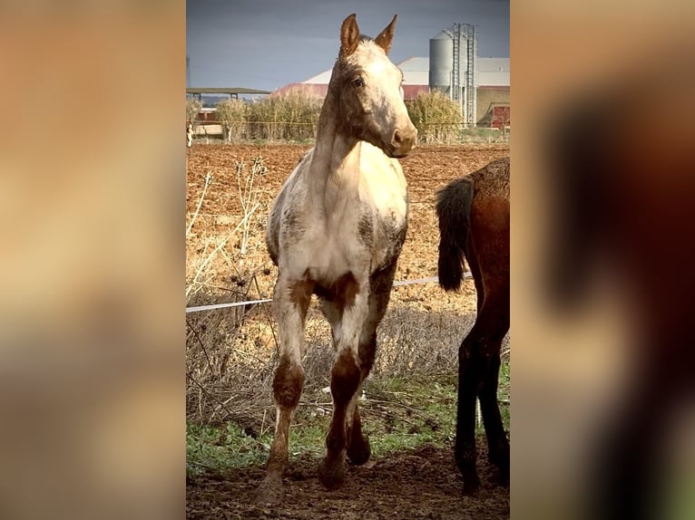 Appaloosa Étalon 1 Année 165 cm Alezan in Bienvenida