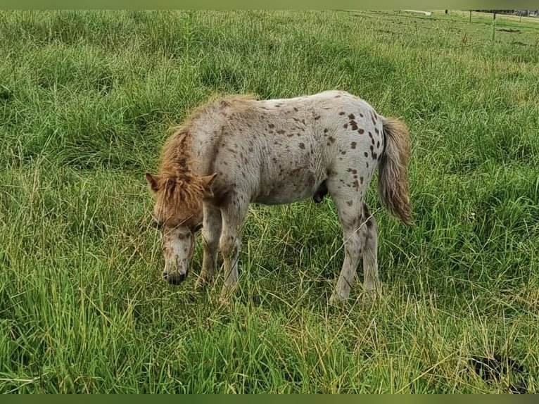 Appaloosa Étalon 1 Année 86 cm Léopard in LATTROP