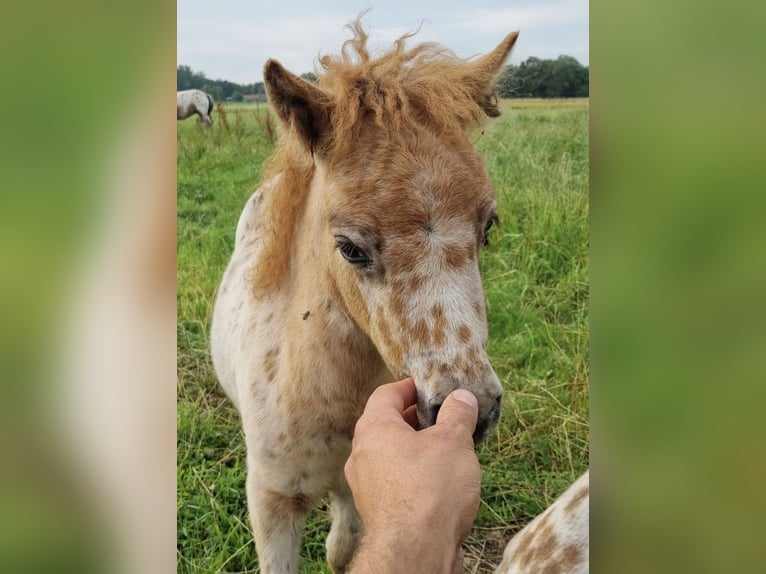 Appaloosa Étalon 1 Année 86 cm Léopard in LATTROP