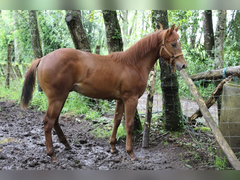 Appaloosa Étalon 1 Année Alezan cuivré in Vilalba (Casco Urbano)