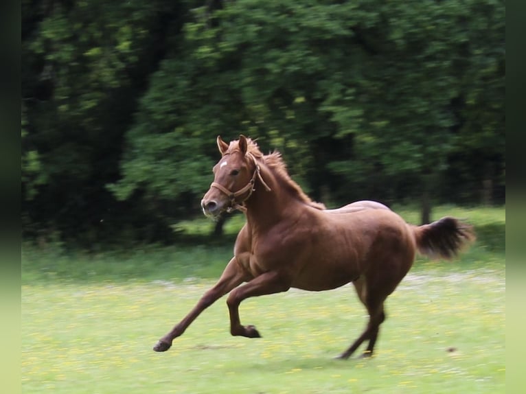 Appaloosa Étalon 1 Année Alezan cuivré in Vilalba (Casco Urbano)