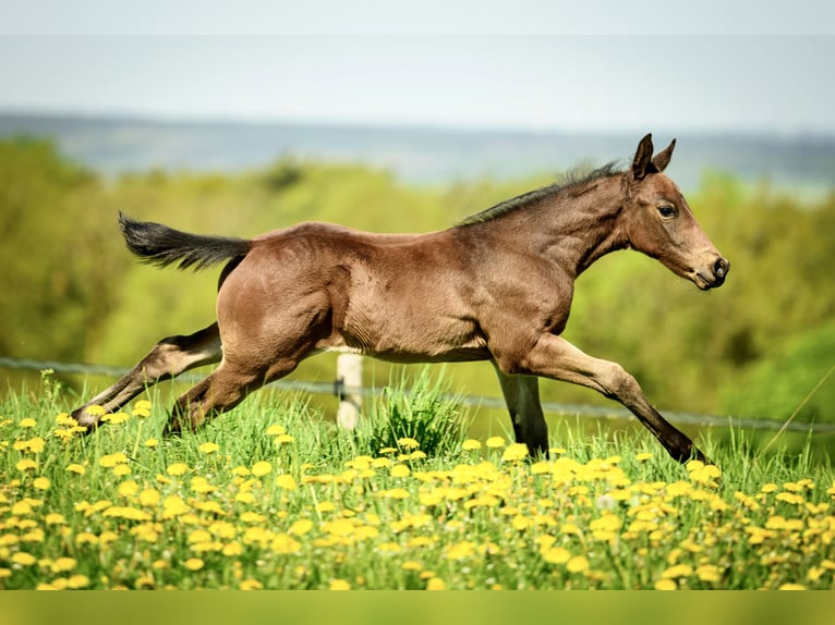 Appaloosa Étalon 1 Année Bai brun foncé in MechernichMechernich