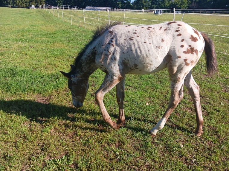 Appaloosa Étalon 1 Année Blanc in Sösdala